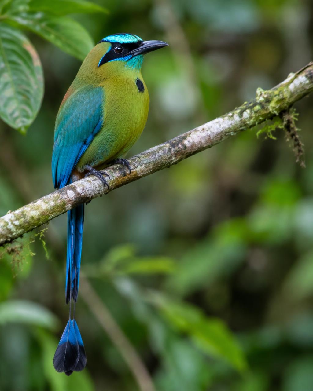 Bird Watching