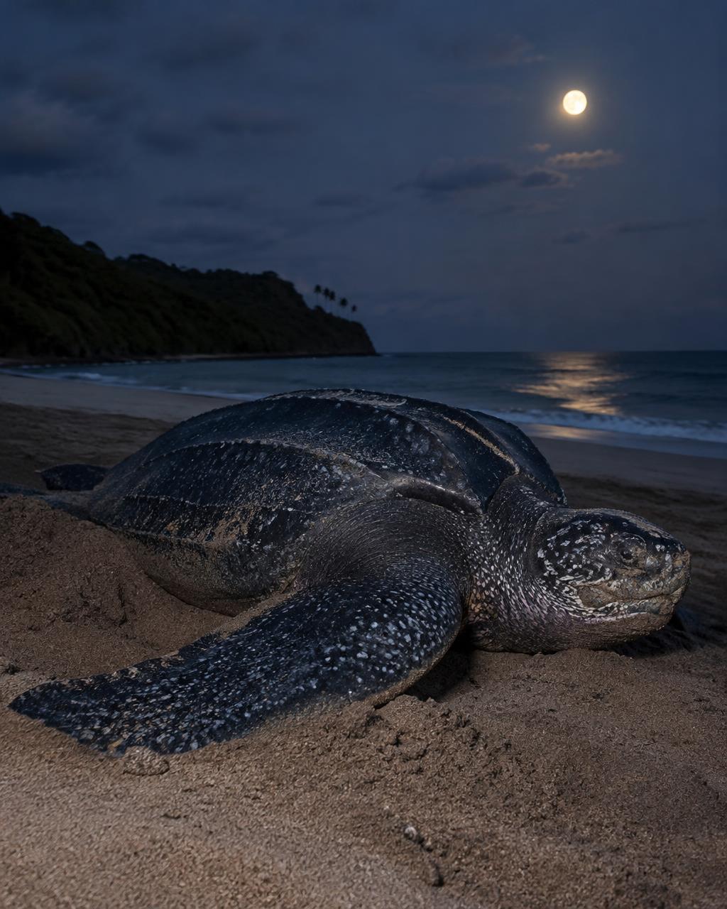 Turtle Watching